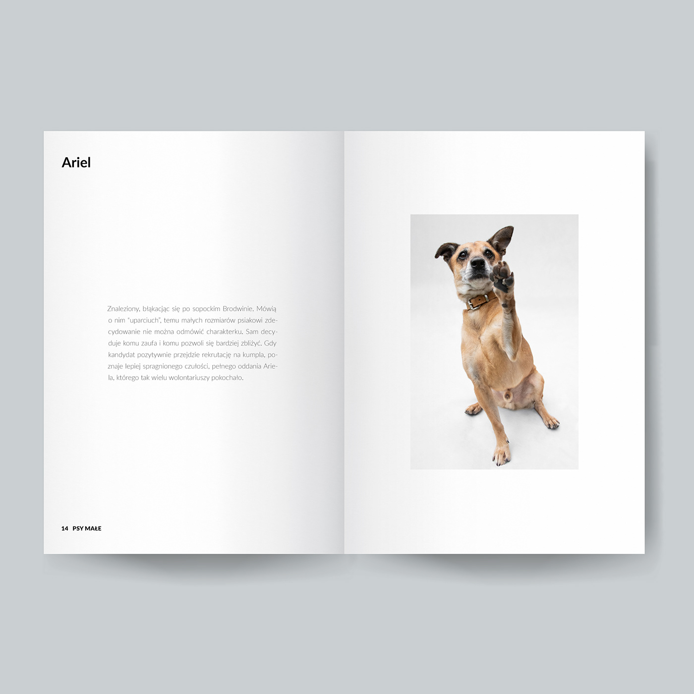 book diploma dog dogs InDesign lightroom photobook Photography  thesis Zine 