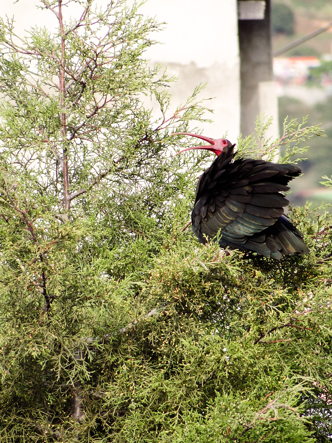 aves Cuervo de Pantano ibis cara roja Phimosus infuscatus
