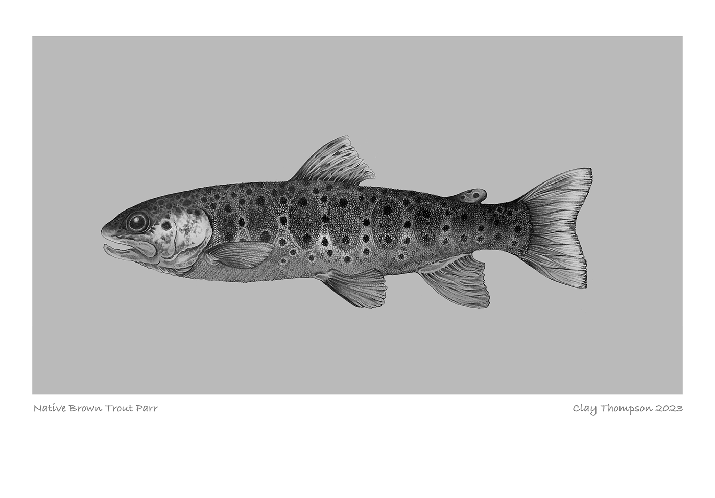 black and white browntrout Drawing  fish ILLUSTRATION  pencil sketch trout wildlife