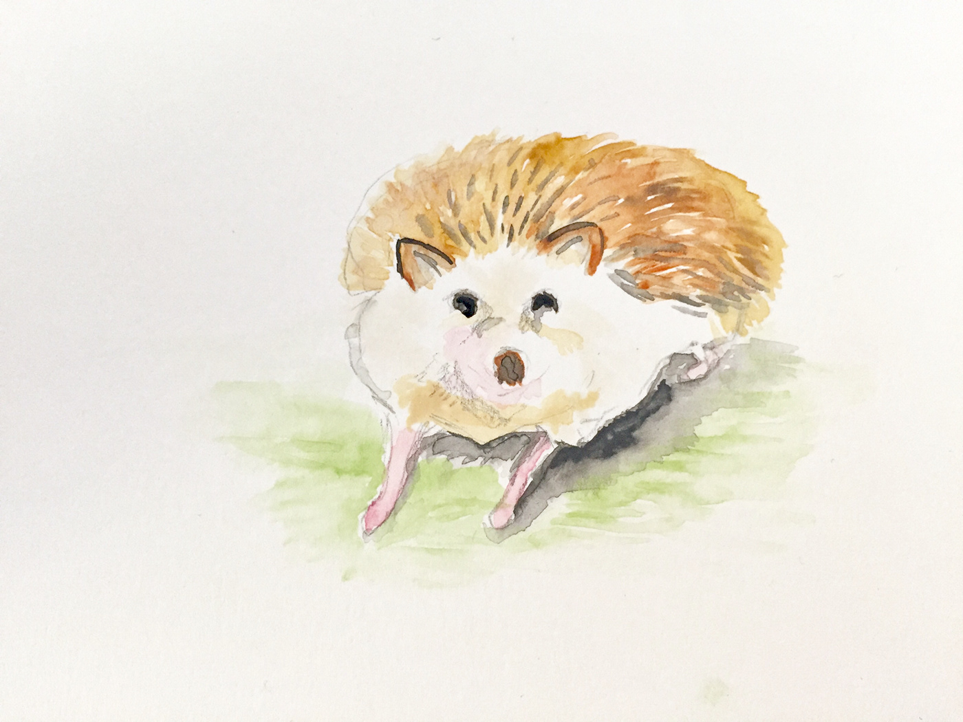 egel Hedgehog illustratie ILLUSTRATION  water colour
