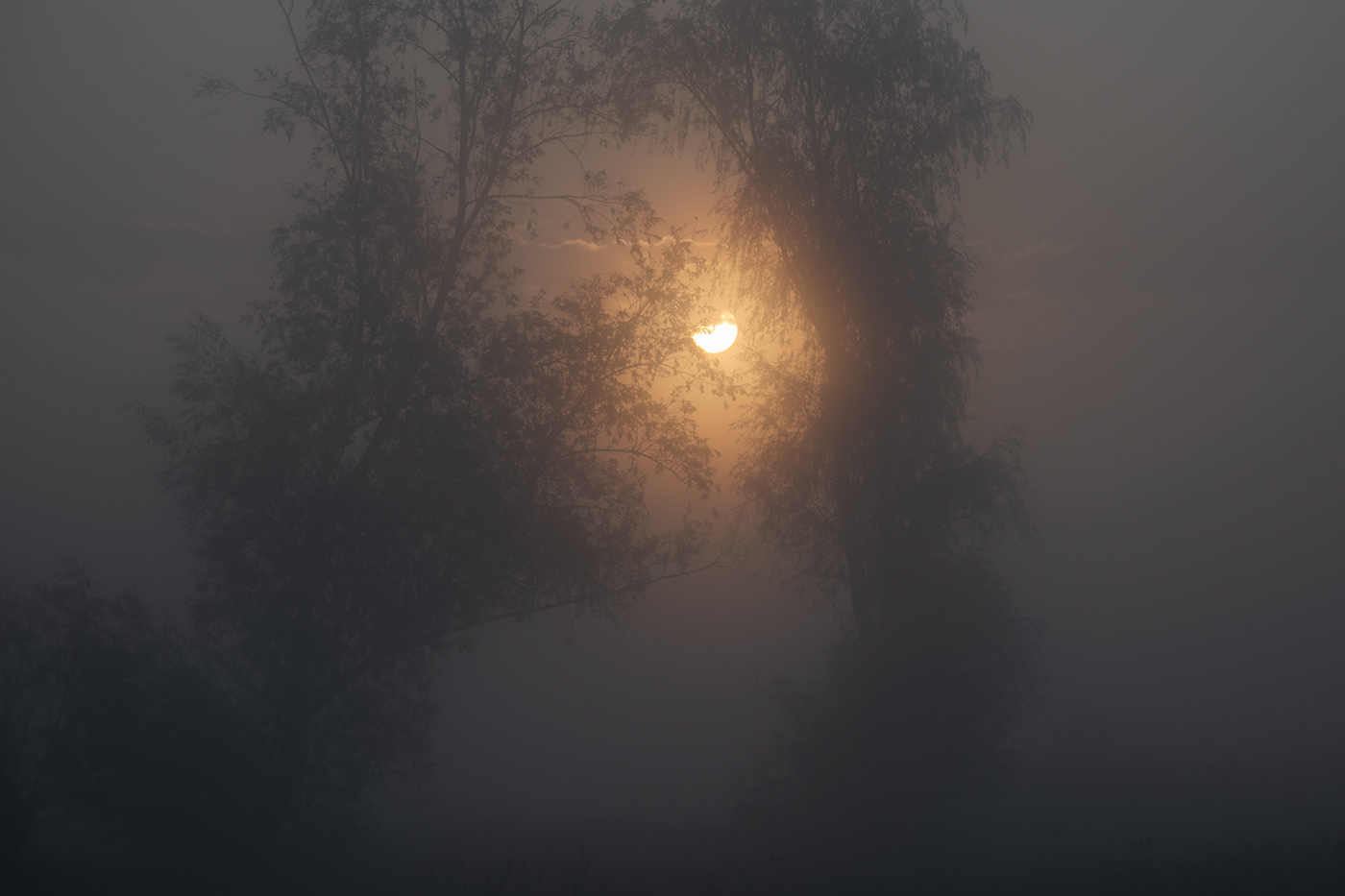 lietuva lithuania mist fog Landscape Nature Mindaugas Buivydas Nemunas Delta