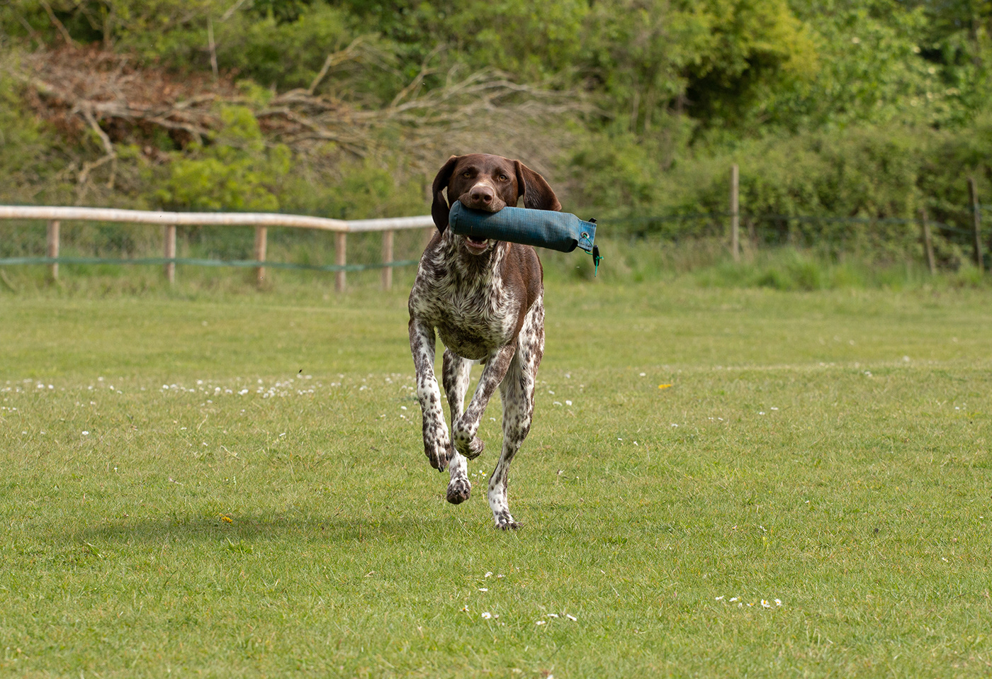 HPR gun dog gun dog training