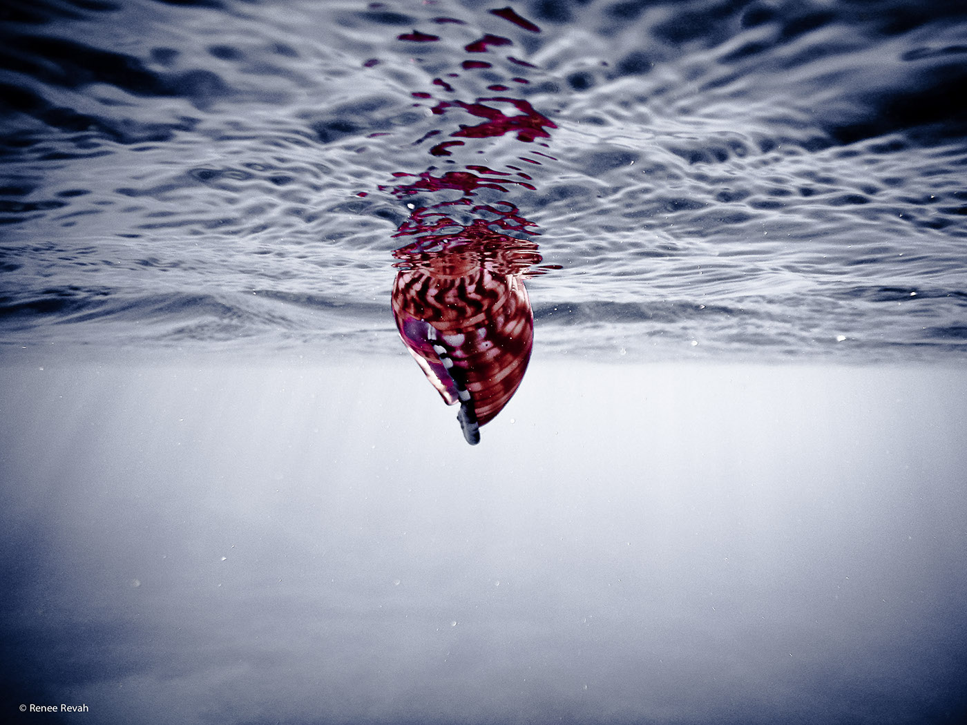 underwater Photography  BM minimal