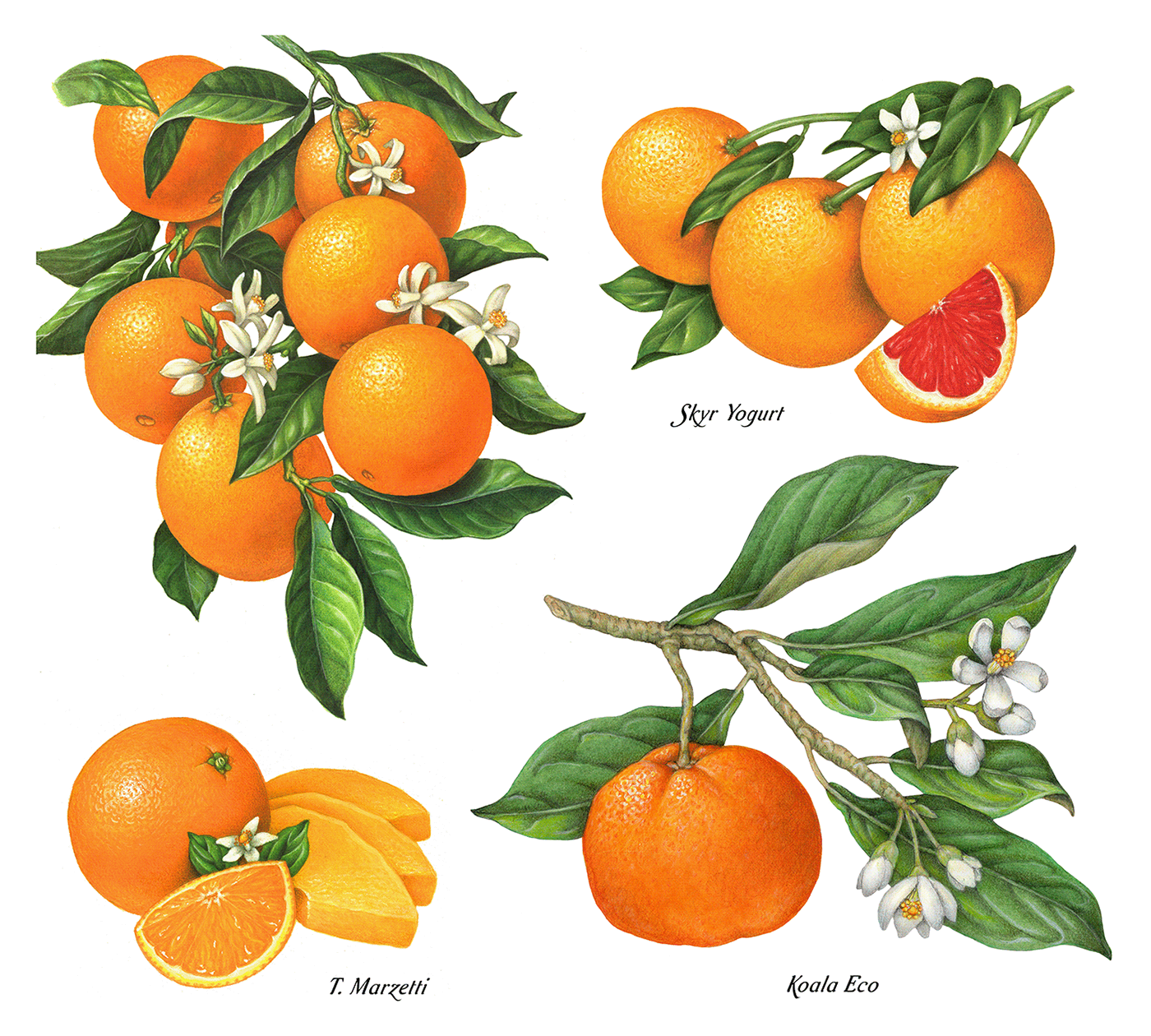 Orange illustrations used on packaging.