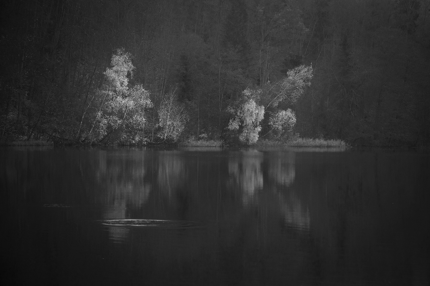 black and white forest Landscape lietuva lithuania Mindaugas Buivydas monochrome Nature