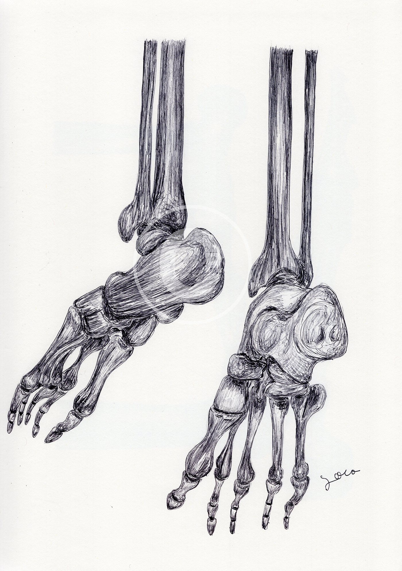 ballpen blackandwhite bone bones Drawing  feet hand ILLUSTRATION  moleskine sketch