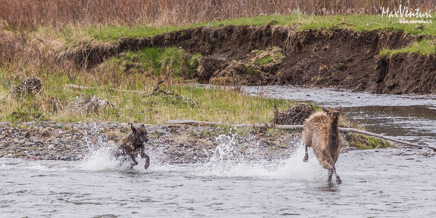 bear bison elk moose wildlife Wildlife photography wolf Yellowstone animals inspire