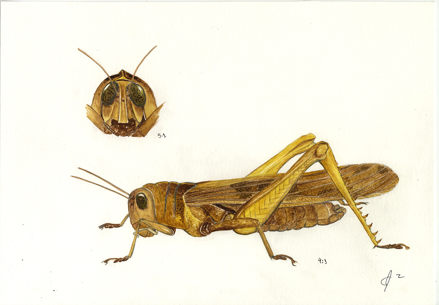 ilustración científica dibujo acuarela naturaleza artwork entomología naturalista ilustracion cientific ilustration ilustración entomológica