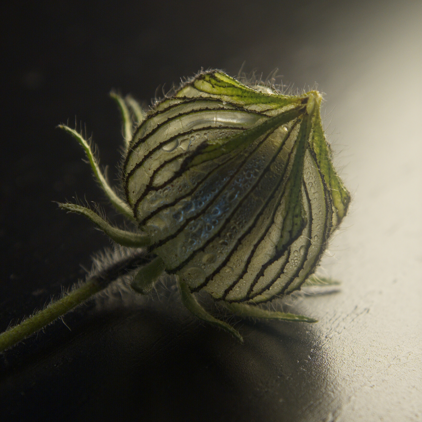 greenhouse transparent flower Bud seed