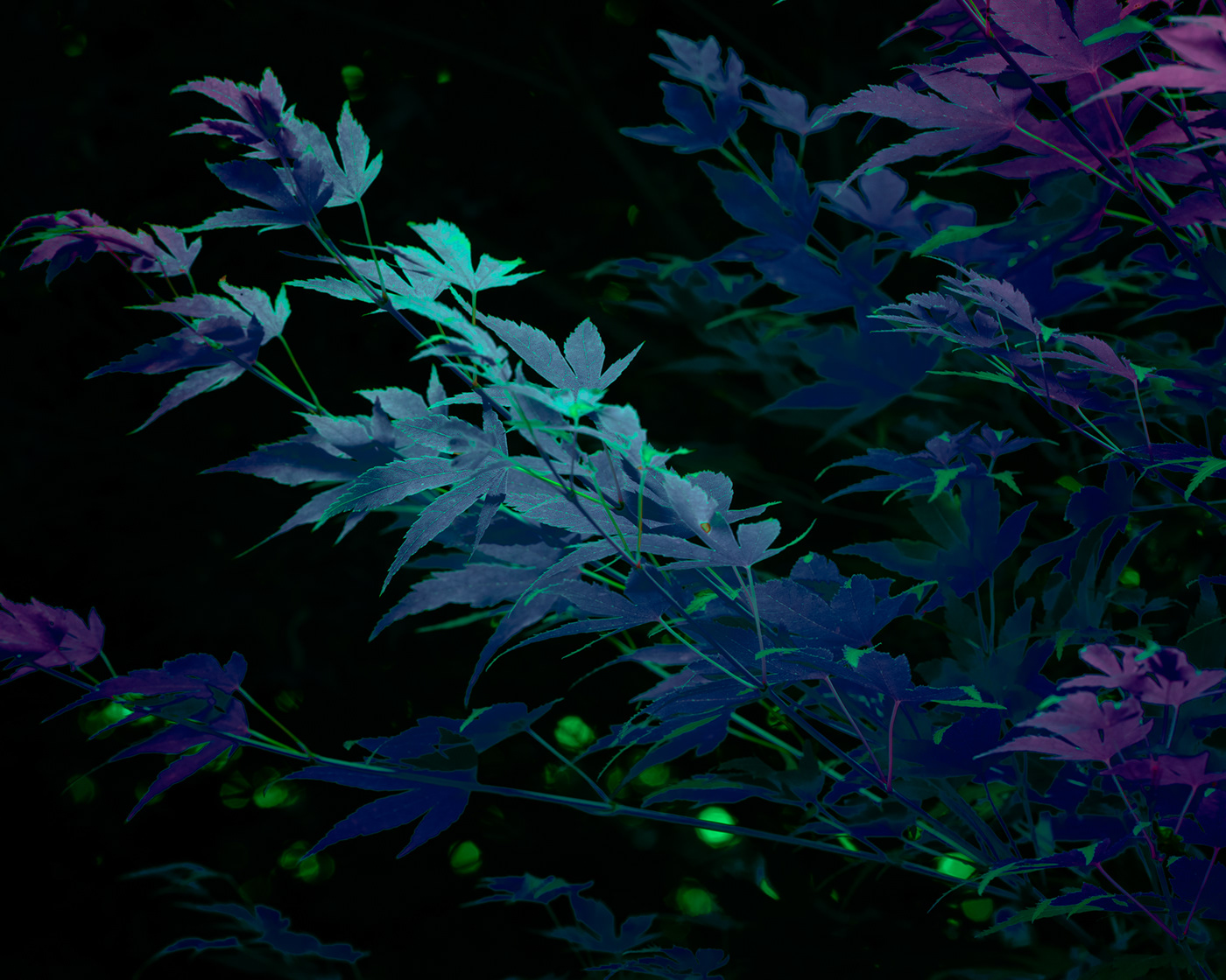alien color Flowers glow jungle Nature neon night Photography  plants