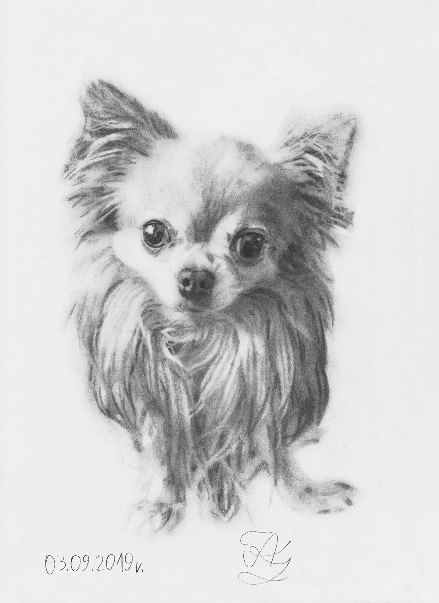 portrait Drawing  dog chihuahua adobe photoshop