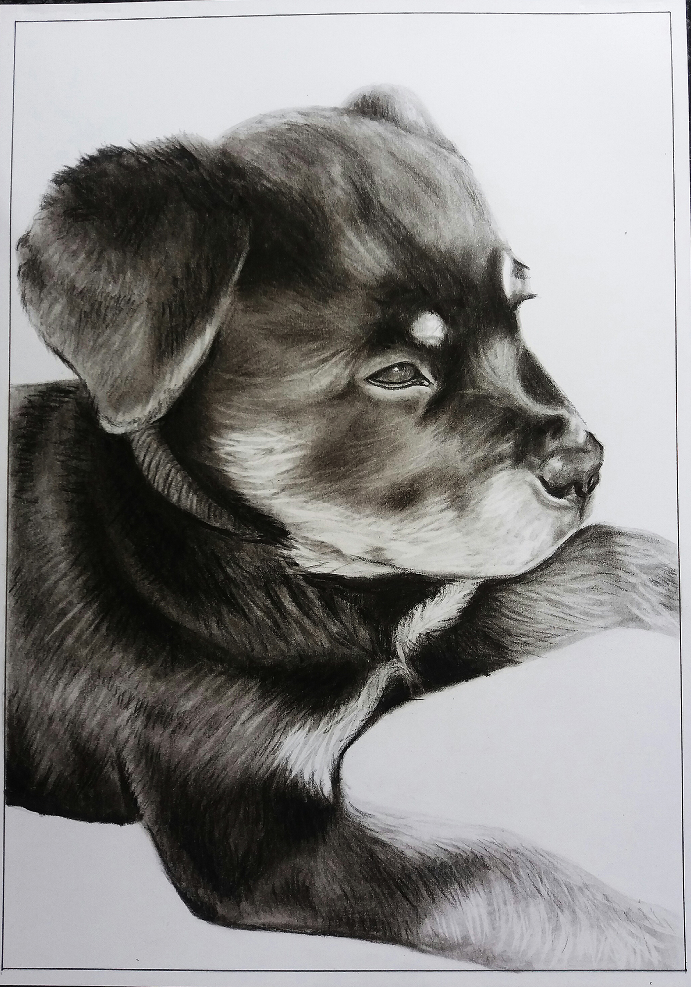 charcoal puppies dogs puppy Drawing 