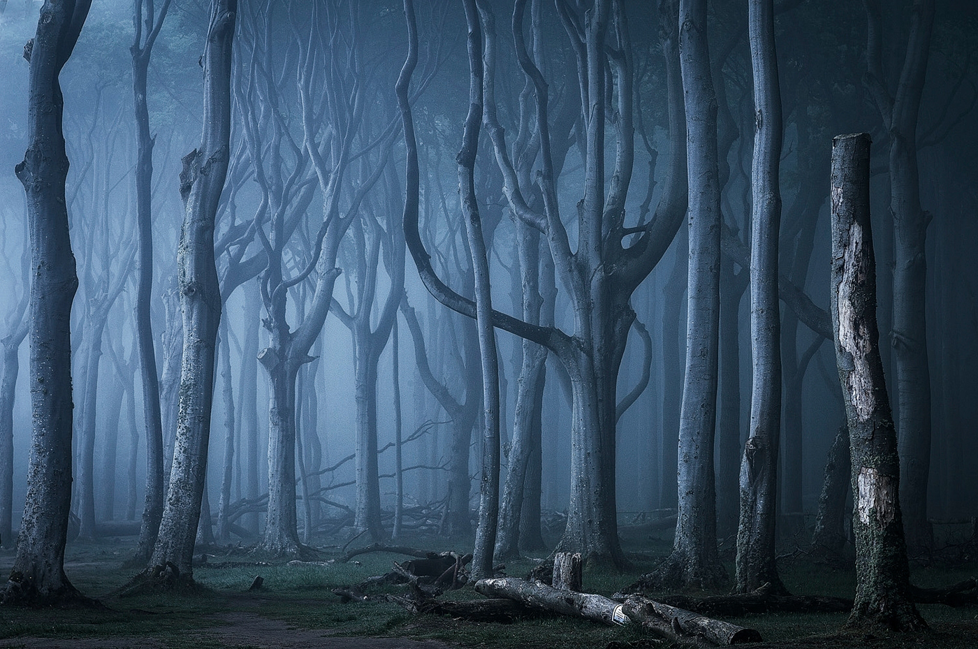 forest wood trees darkness fog mist mood baltic sea gespensterwald Nienhagen