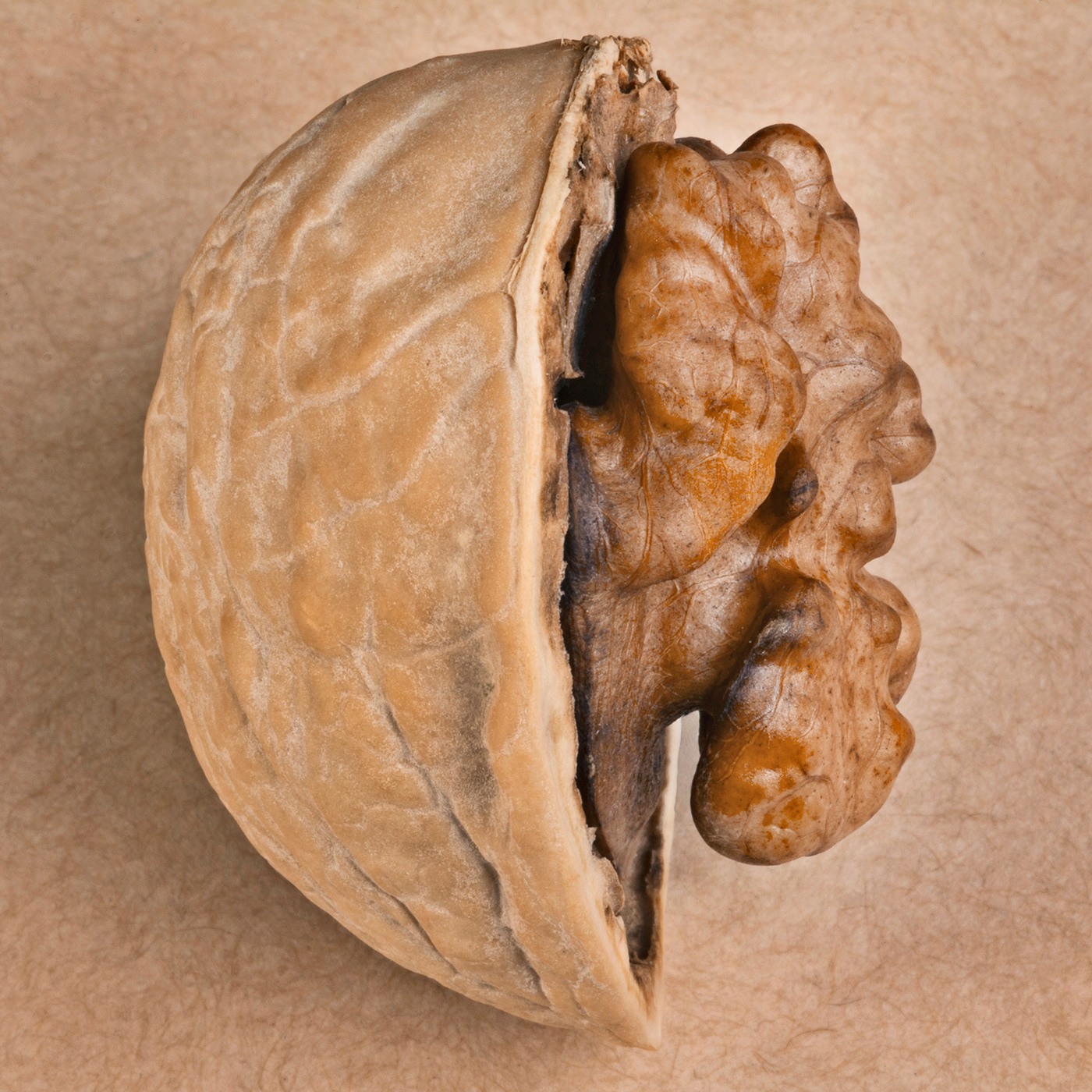Analisis brown Food  macro Nature nuts photo photoshoot structure walnut