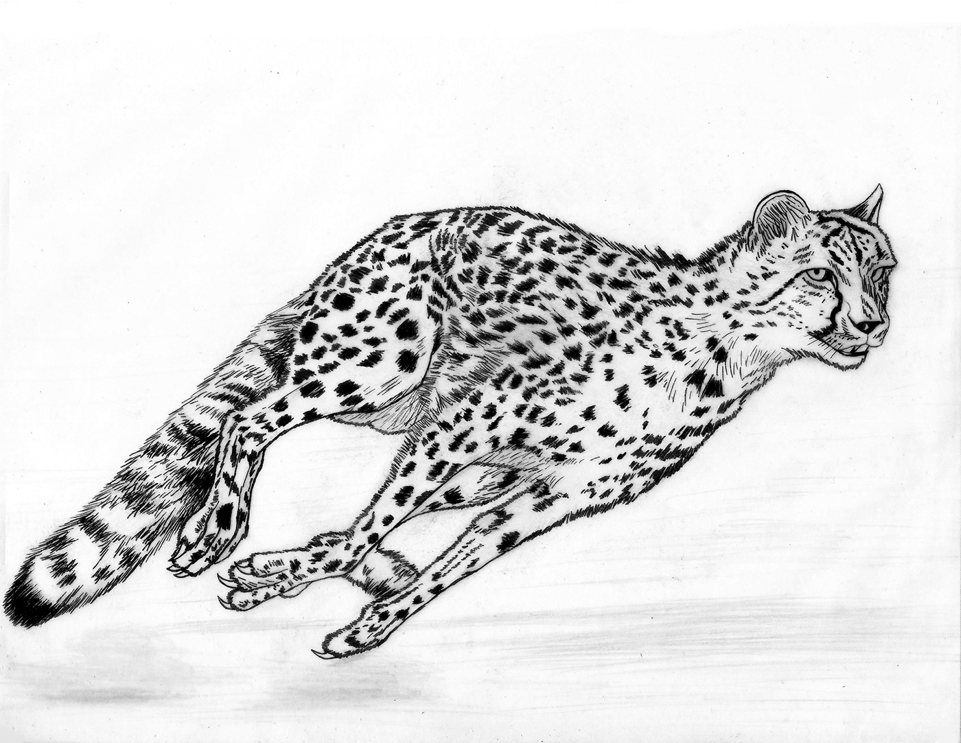 animal cheetah color guepardo ILLUSTRATION  ink Nature painting   Sprinter wildlife
