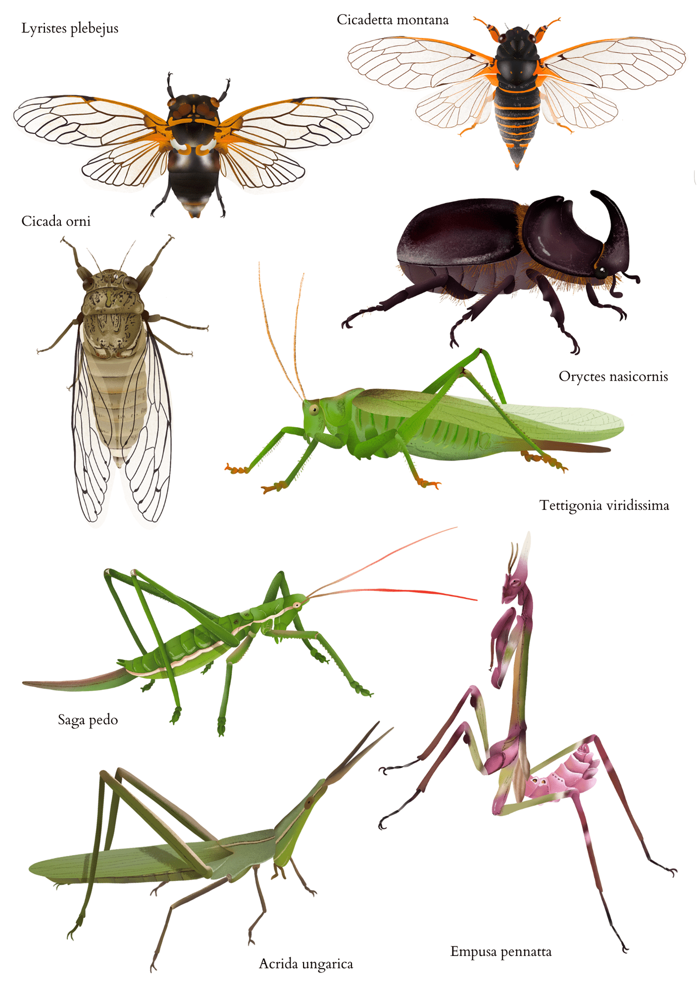 insecte insect invertebrate animals animal Arthropod Nature Ecology Arthropoda Invertebrates