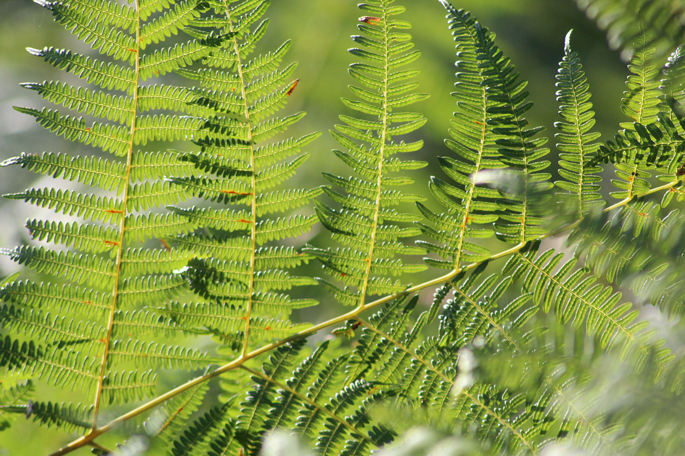 Plant leaf green Nature Photography  fern botanical leafs leaves