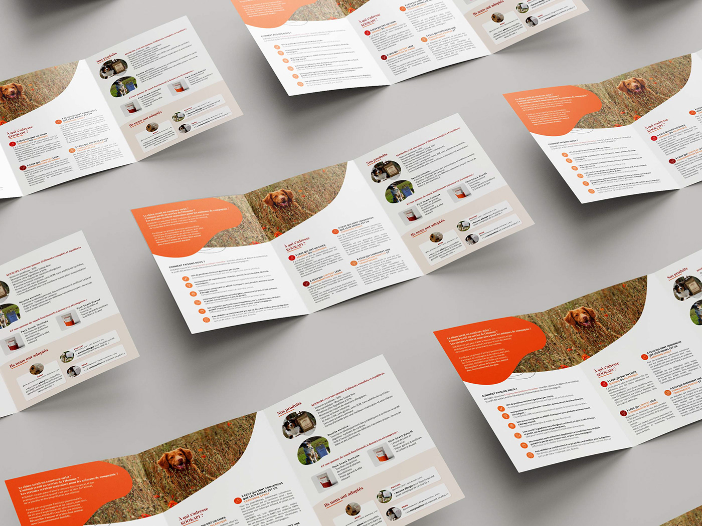 brochure croquettes dog dog food Ecology Food  leaflet