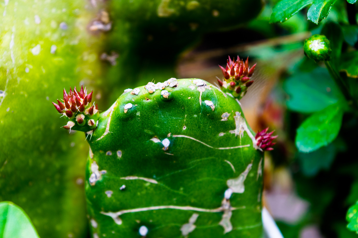 Plant flower cactus pasley Photography  photograph garden Nature