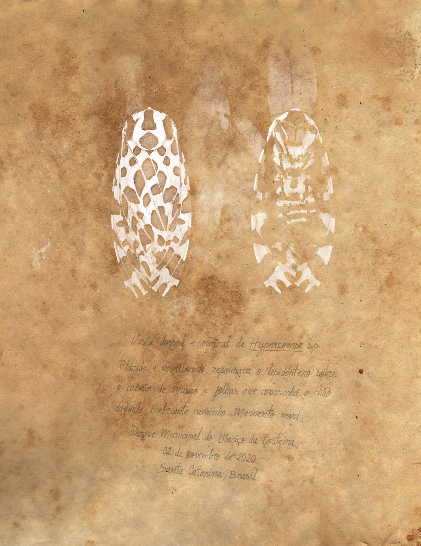 Ancient anthotype forest hand writing insect moth natural history Nature stilllife