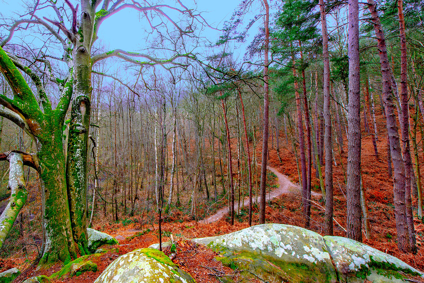 Beech forest Landscape lichen moss Nature Photography  rocks trees winter