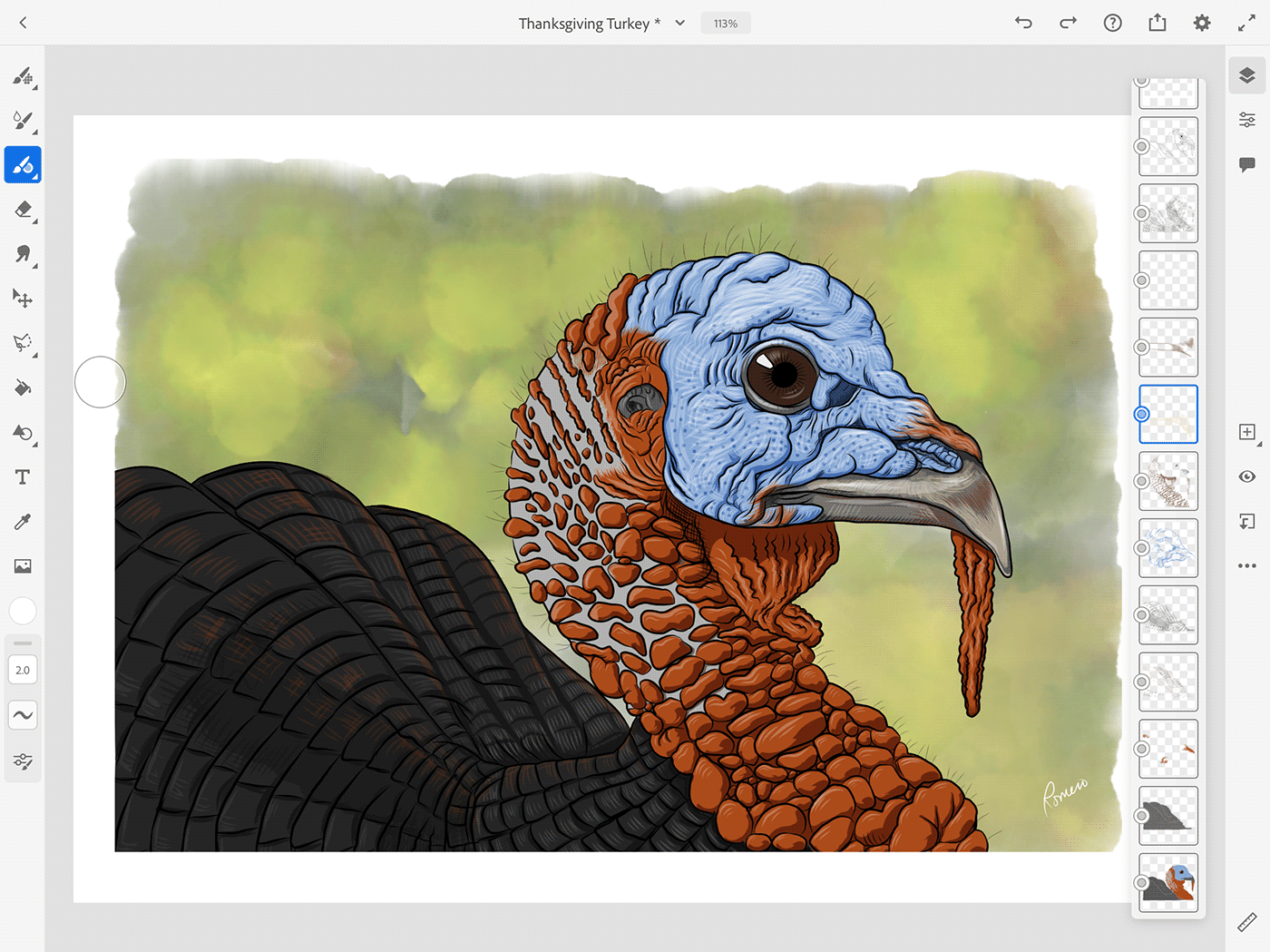 adobefresco Drawing  thanksgiving Turkey