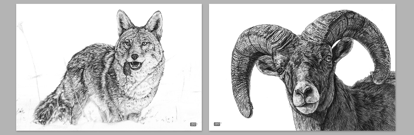 ILLUSTRATION  pen and ink ballpoint pen wildlife Colorado for sale