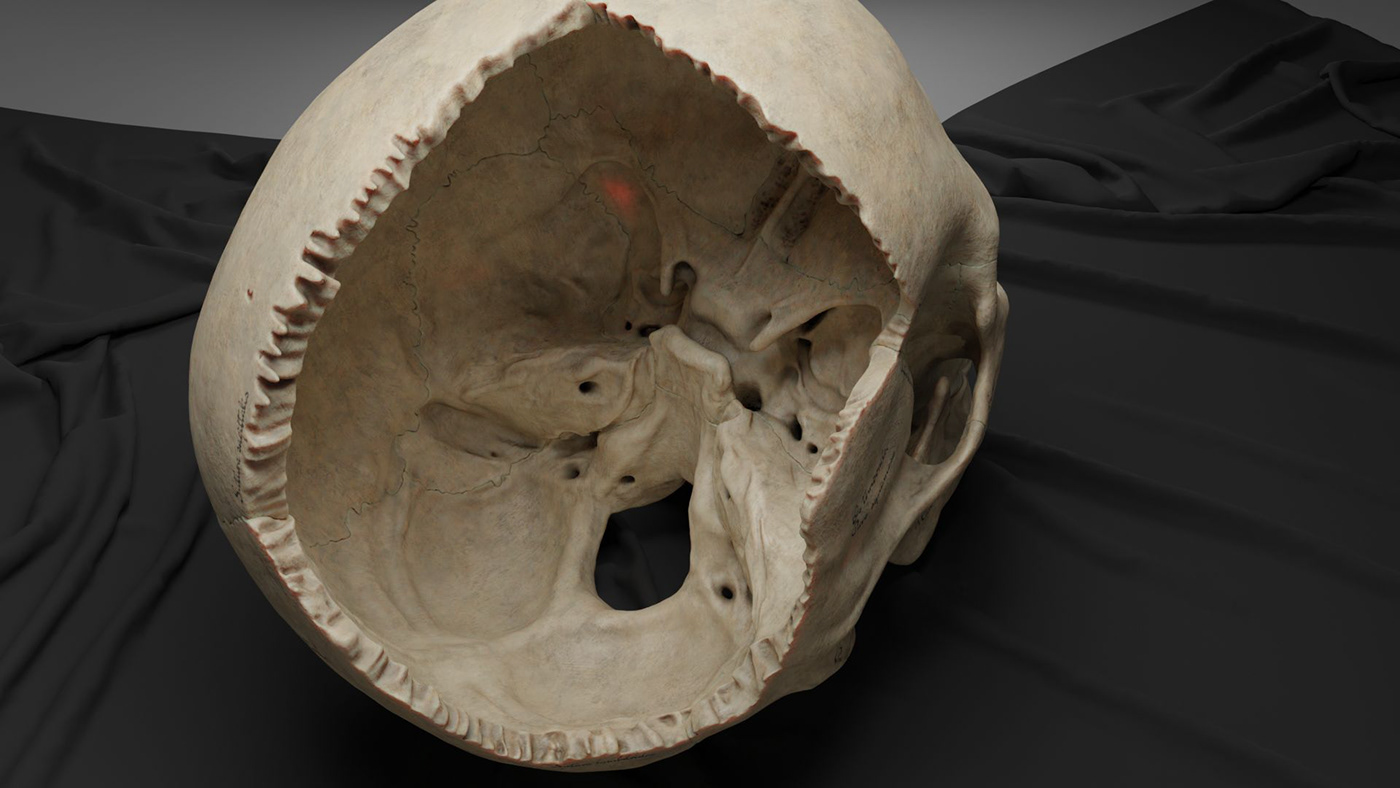 3D skull anatimy Cranium human medical realistic ct scan Render