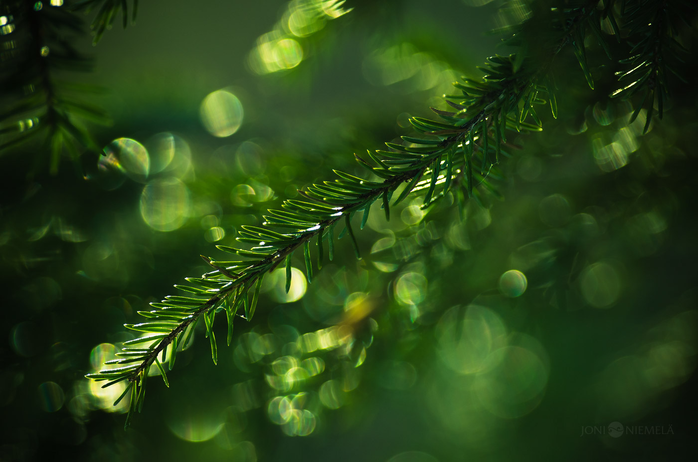 bokeh fine art circular details Nature colorful frost Dew drops