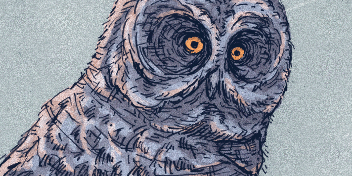 buhos owls Nocturnos galeria de nocturnos birds night owls science illustration animals barn owl screech owl