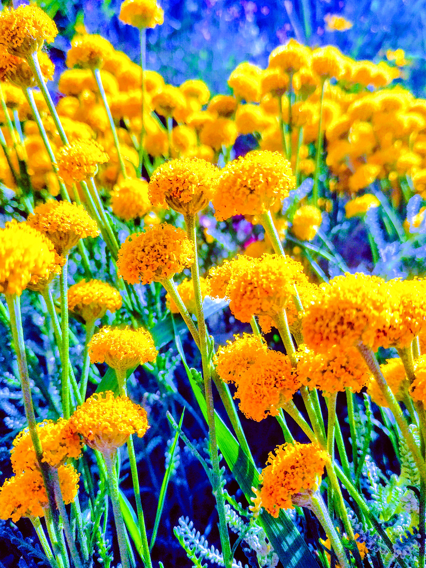 city kiev photo so many flowers summer