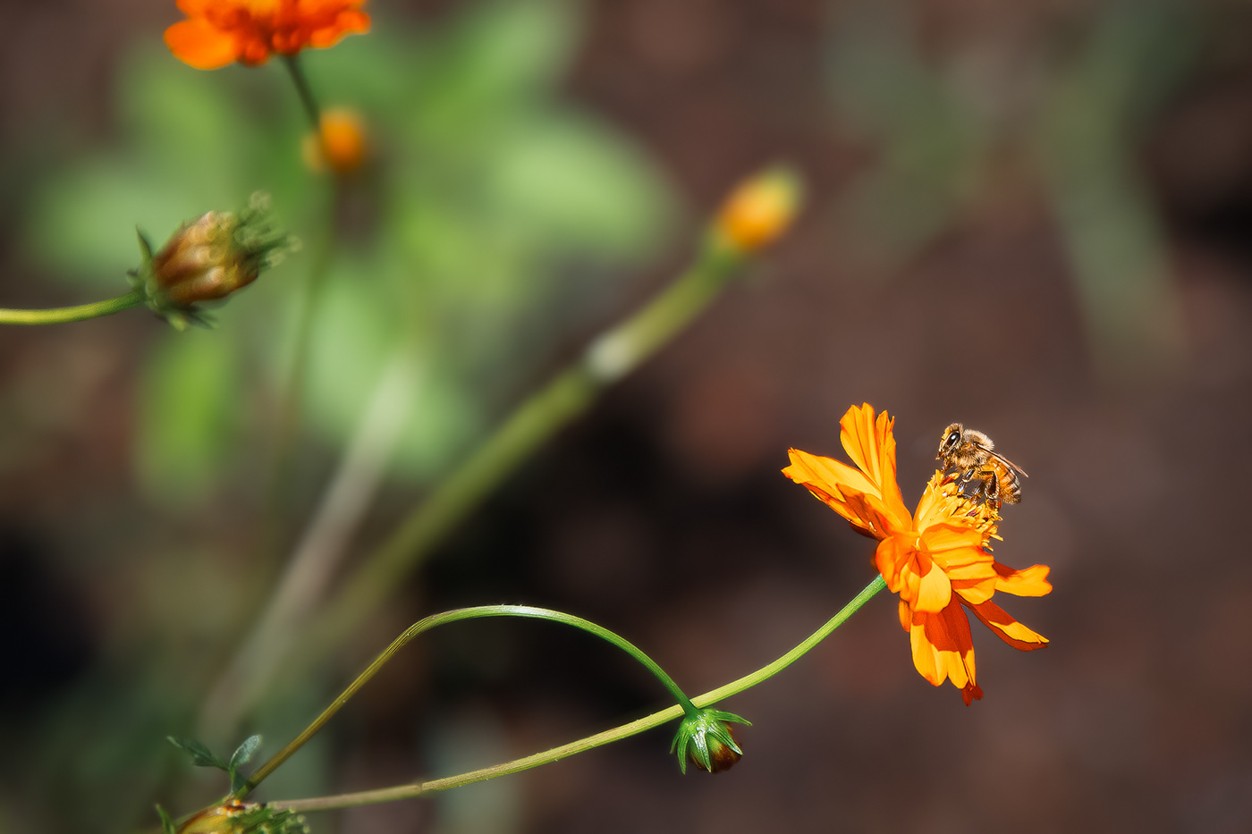 Photography  Sonoma County summer zinnias flower photography garden