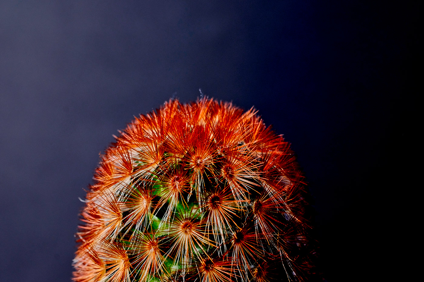 cactus Succulent Tree  macro Photography  fujifilm Fujinon