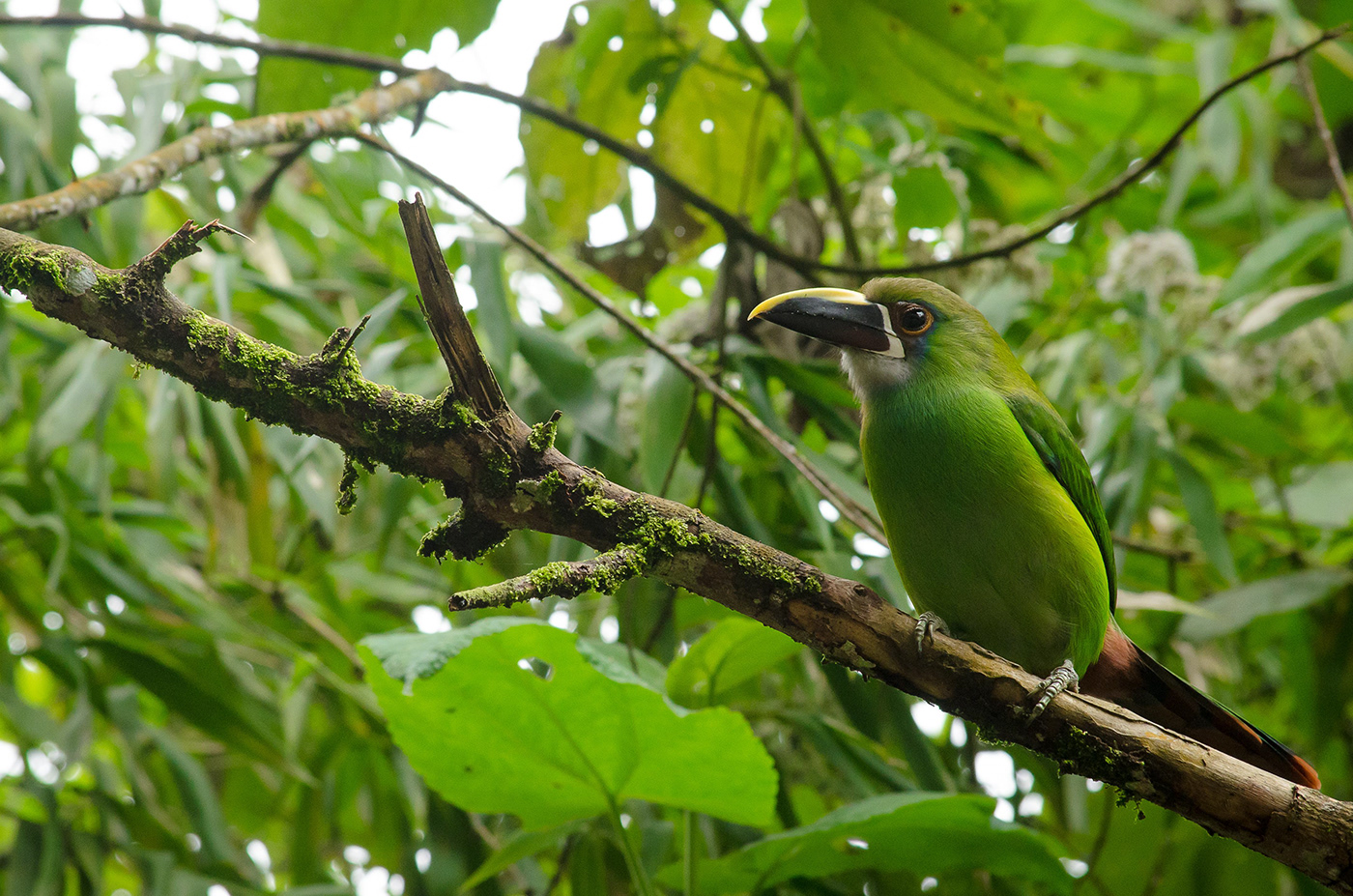 birds Photography  colombia Manizales Nature wild life news animals caldas