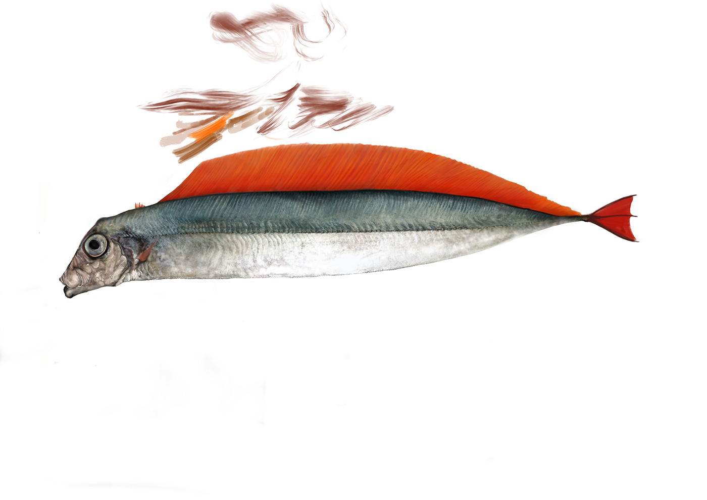 fish color sealife sceintific illustration publication
