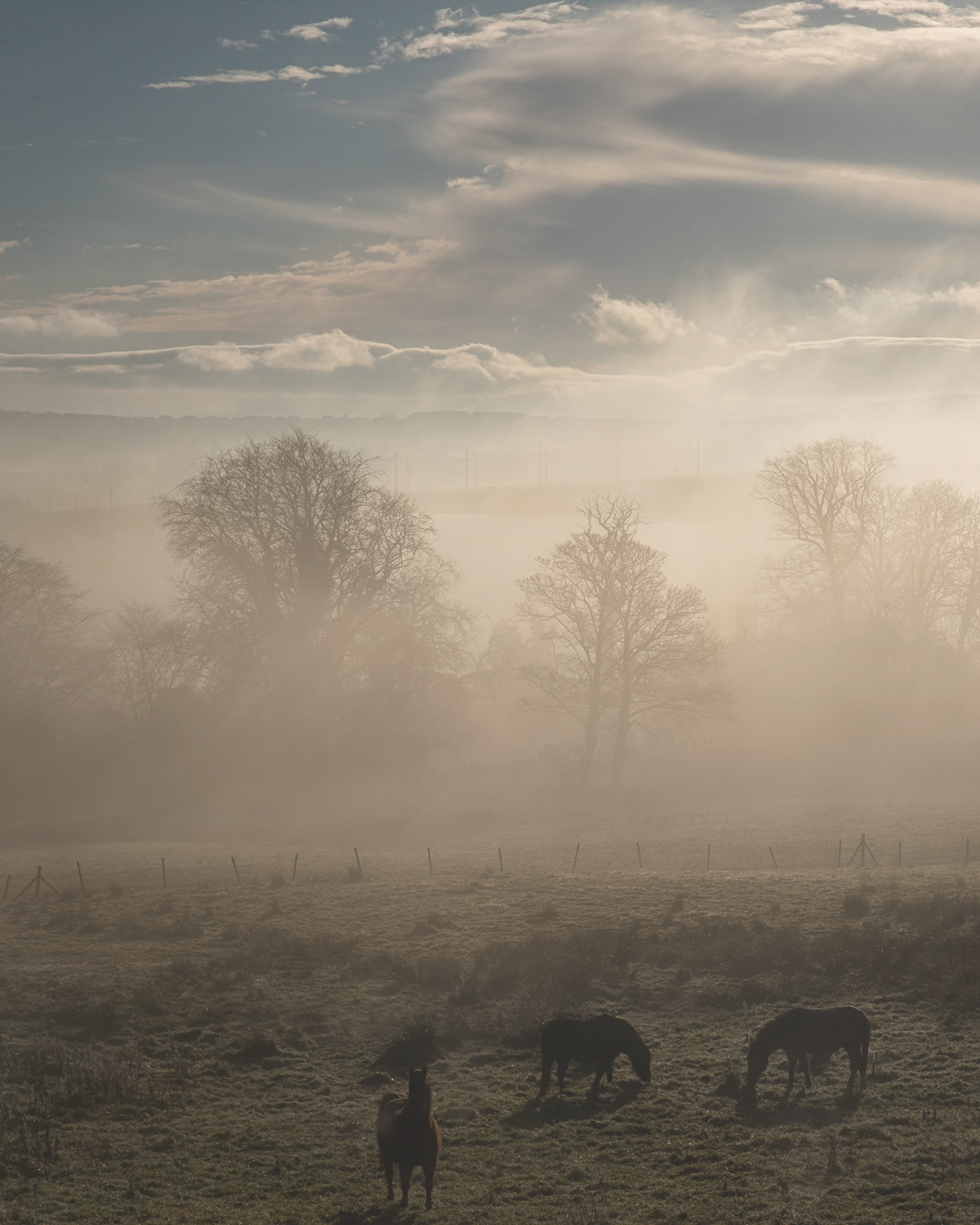 Landscape fog mist dreamy Magical horses Silhouettes Shadows light
