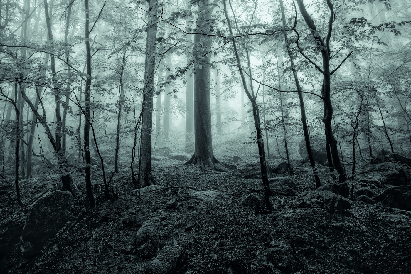 fog woods Harz german ilse nabel wald Nikon timlee