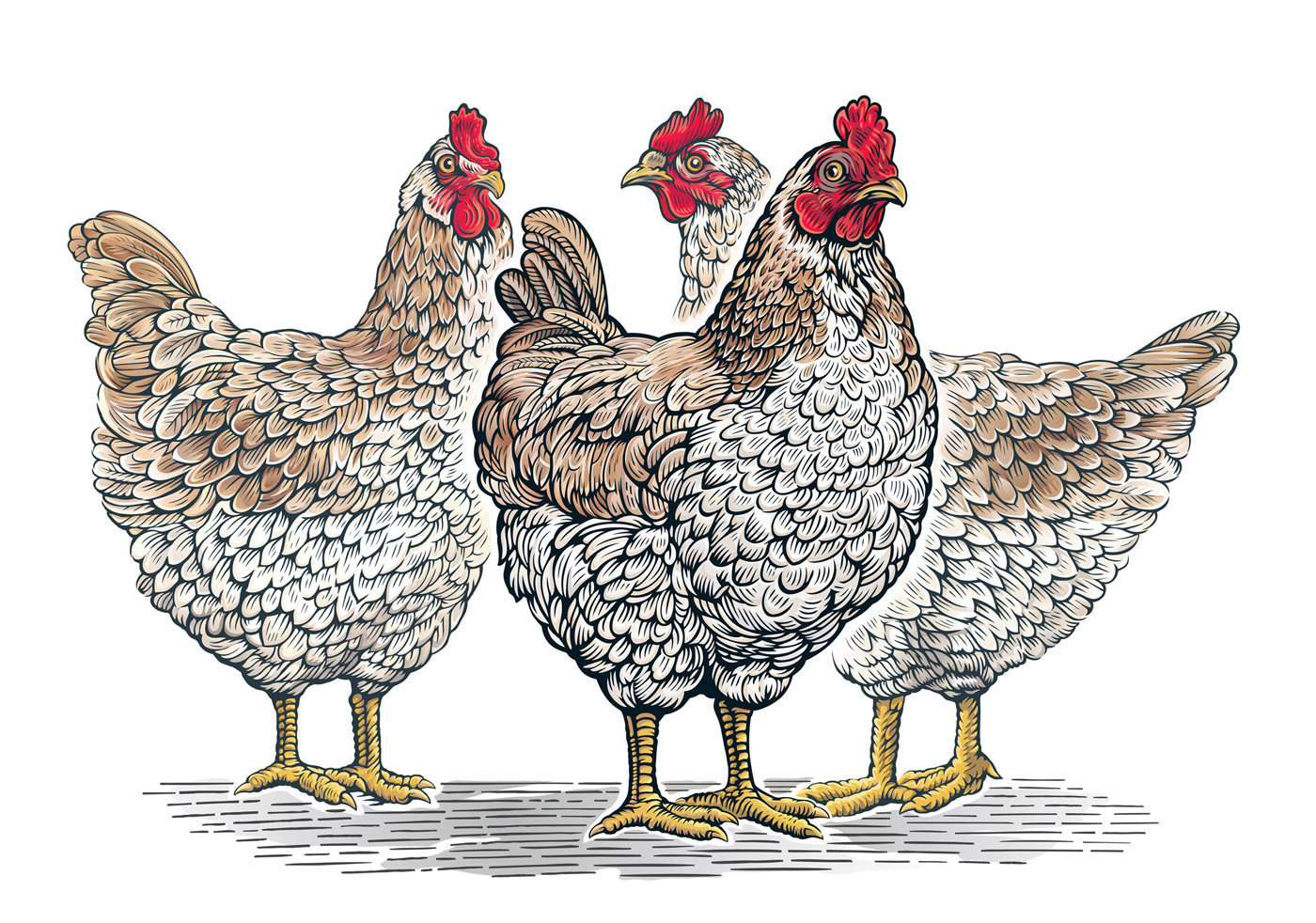 animals birds chicken Drawing  graphic ILLUSTRATION  sketch vector