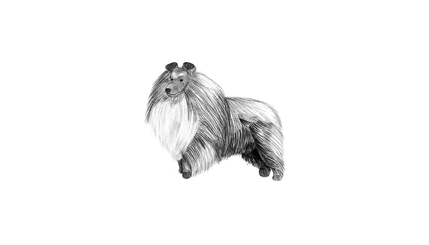 animal illustration dog gesture Logo Design Realistic drawing sheltie shetlandsheepdog Transformation