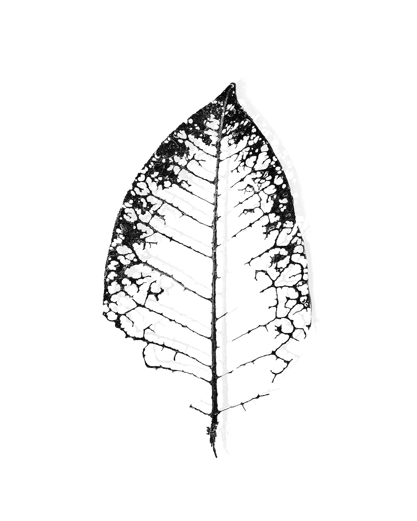 black White Digital Art  foliage flower leaf Wissler photoshop