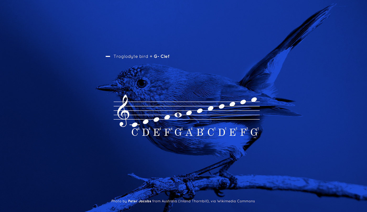logo bird troglodytes blue brand