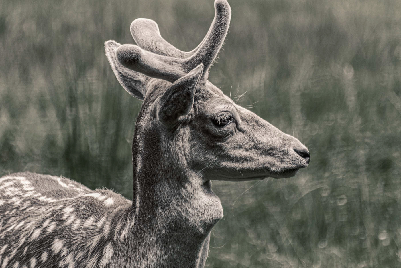 mule deer Mule-deer animal portrait
