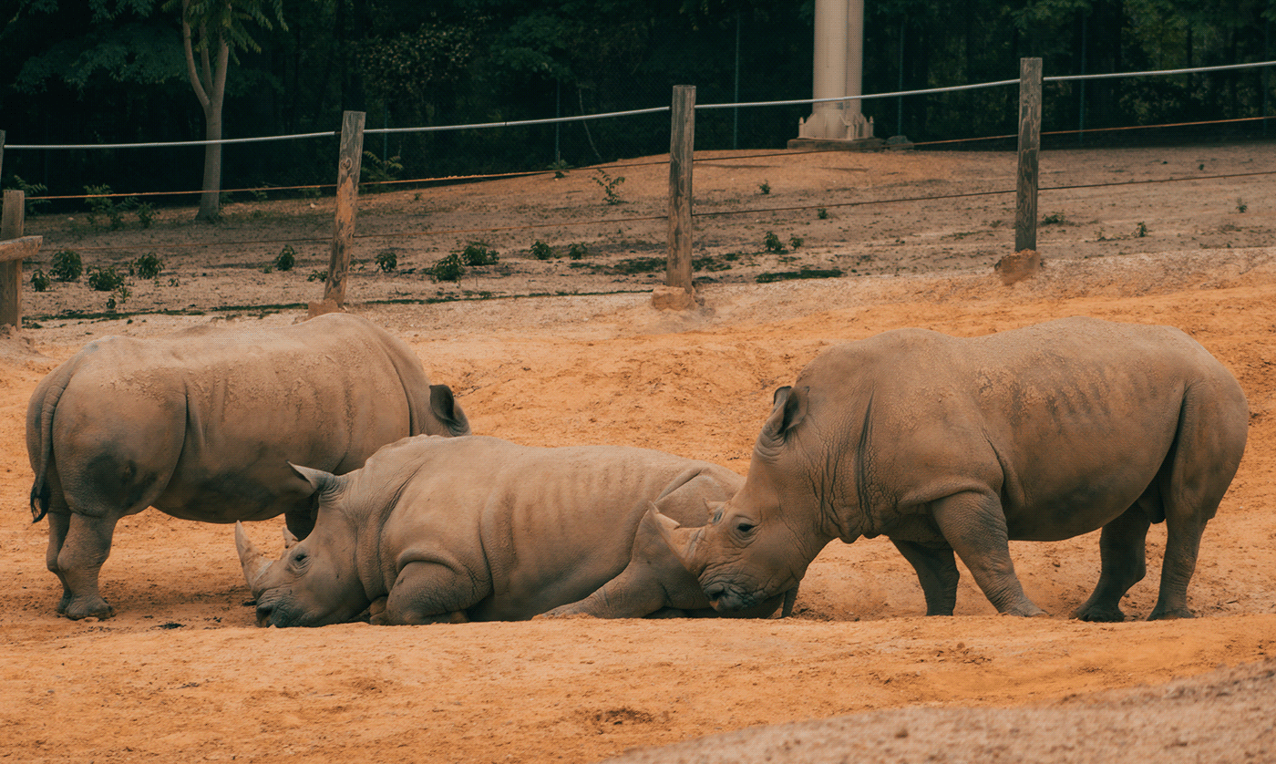 rinoceronte animal africa photoshop