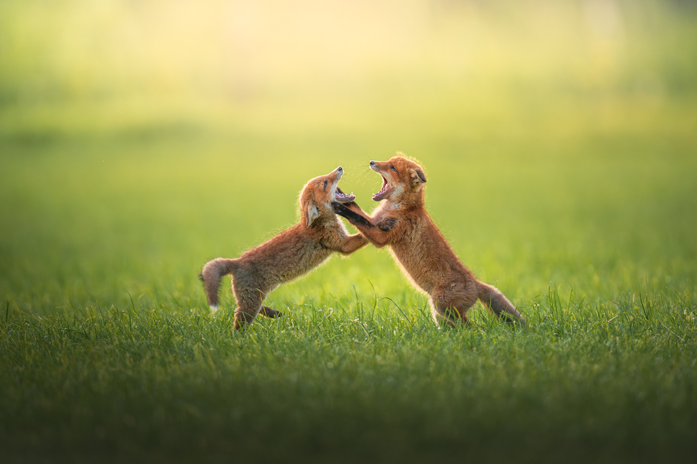 wildlife Albert dros cute animals babyfoxes FOX