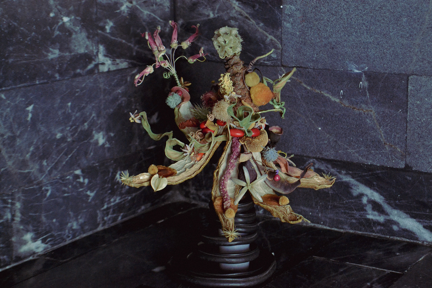 Nature handmade sculpture surrealism ceiba seeds Flowers fruits recollection