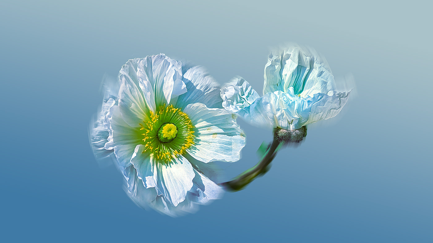 Flowers Nature Photography  floral shelby hanlon Macro Photography botanical Digital Art  photoshop blossoms