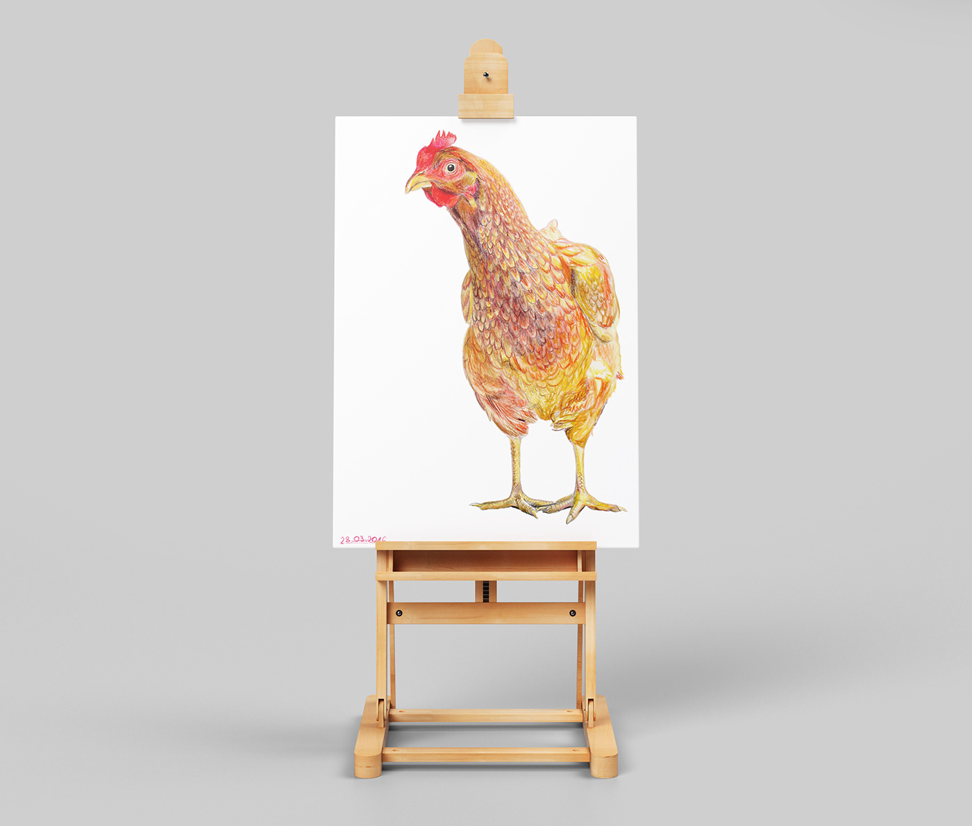 animal bird Drawing  hen portrait