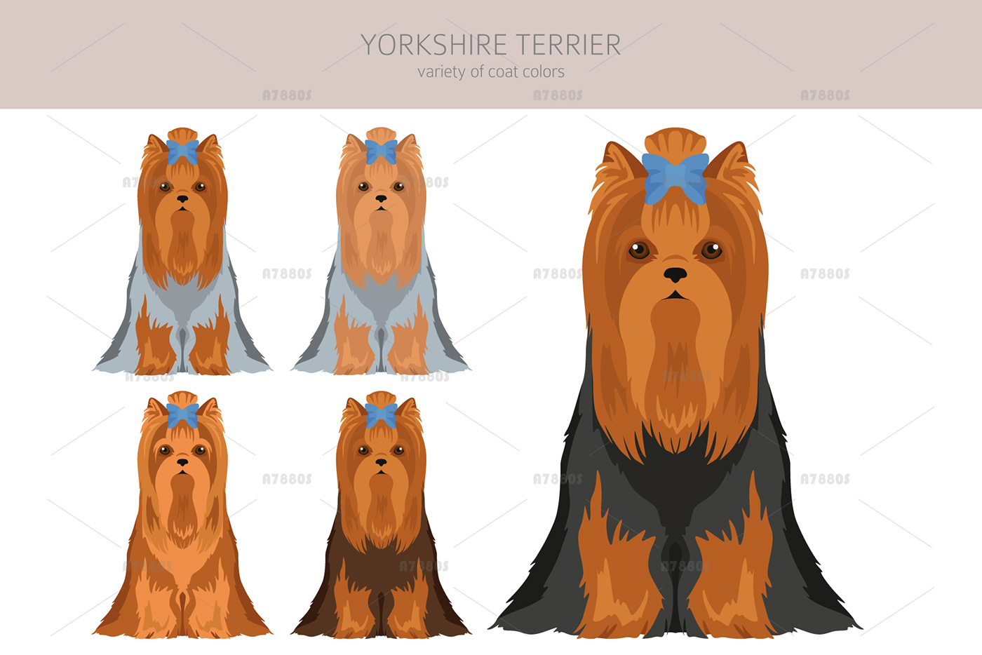 Yorkie puppy Pet graphic color yorkshire dog dog breed terrier yorkshire terrier