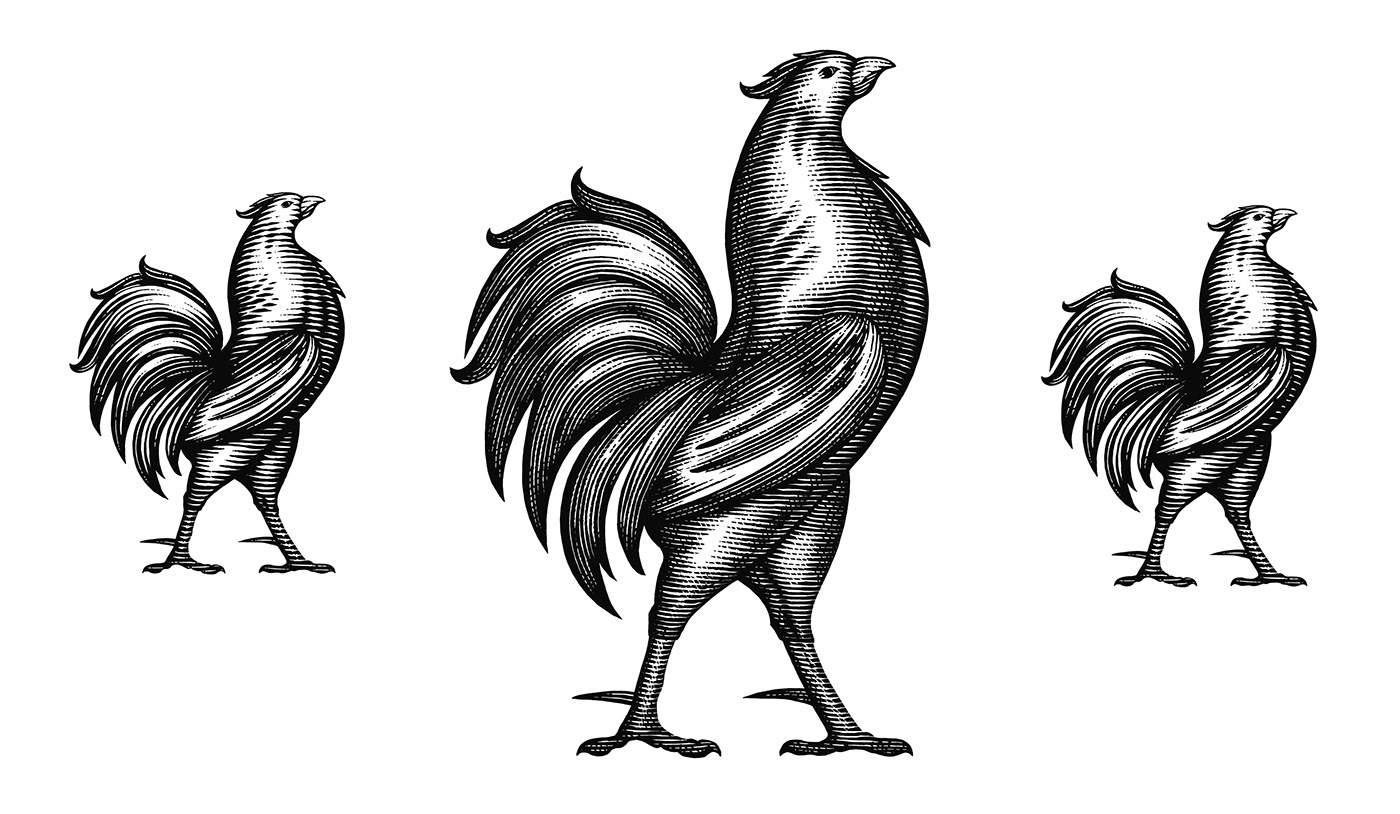 Steven Noble woodcut line art pen and ink Rooster chicken animals scratchboard engraving etching