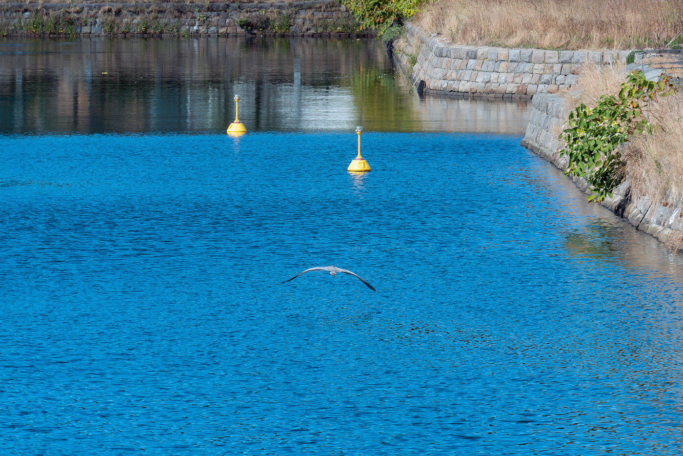 bird Gray heron Hokkaido japan otaru Photography  seabird water